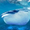 The Blue Whale (Синий кит)